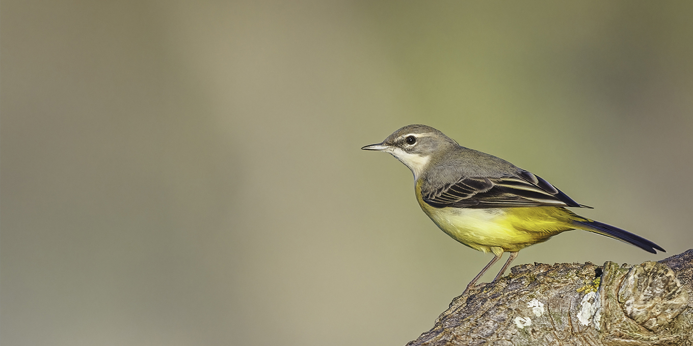 La faune et la flore des zones humides